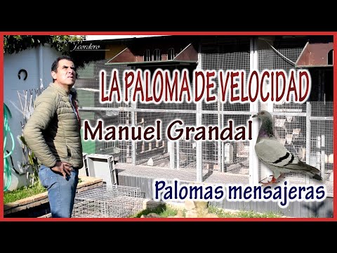CARRIER PIGEON.- The speed pigeon.- MANUEL GRANDAL