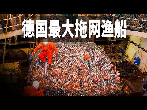 德國最大的深海拖網漁船，探秘深海捕魚船上的日常，出海一趟就能捕撈6000噸鯡魚