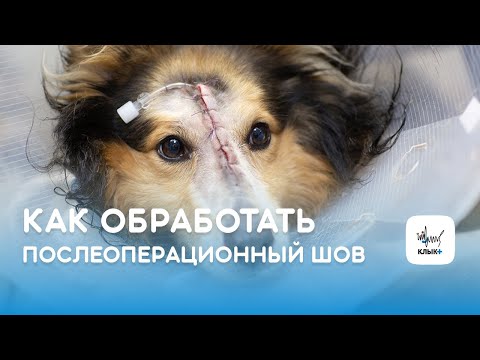 Как обработать послеоперационный шов, надеть бандаж и воротник на кошку/собаку в домашних условиях