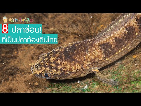 8 ปลาช่อน'สกุลชานนา' ที่เป็นปลาท้องถิ่นของไทย #อัพเดท
