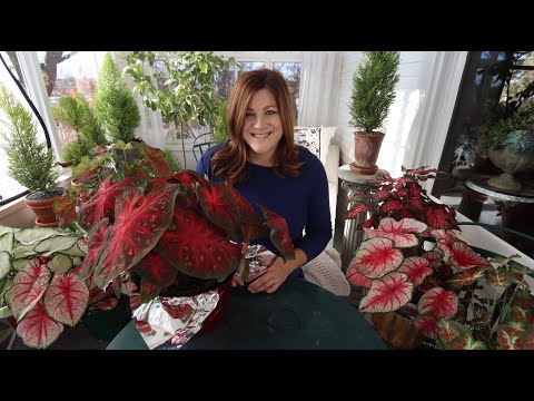 Caladiums: the New Christmas Plant!? 😍🎄❤️// Garden Answer