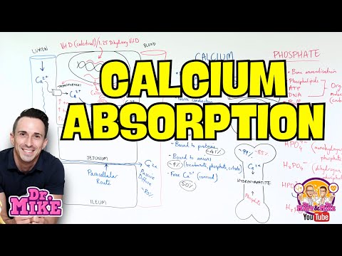 Calcium and Phosphate | Function & Absorption