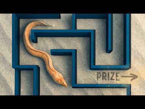 Wild Sea Creatures vs Maze: Can They Solve It?