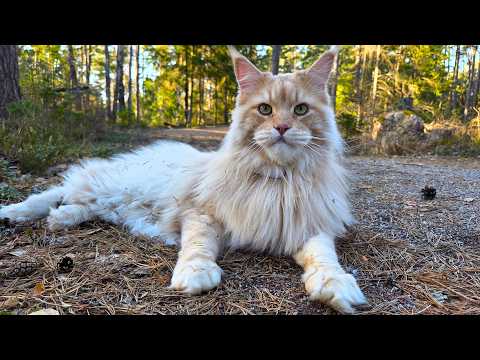 Buster In the Early Spring Forest!