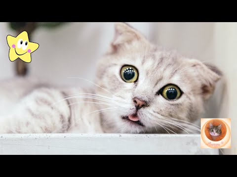 Cat pranks: the funniest moments