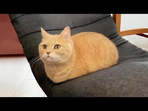 You Laugh, You Lose! 🤣 Funny Cat Videos 2025 😹 Part 55