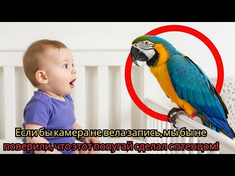Если бы камера не вела запись, мы бы не поверили, что этот попугай сделал с птенцом!
