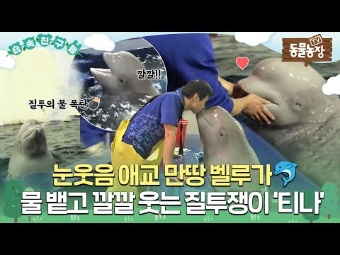 [#습속친구들] 눈웃음 애교 만땅 벨루가🐬..인줄 알았는데! 물 뱉고 깔깔 웃는 질투의 화신 ‘티나’😈 #TV동물농장 #AnimalFarm #SBSstory