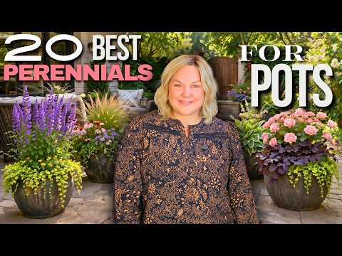 Top 20 Perennials for Pots That Come Back Every Year