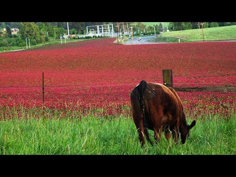 Balancing Urban Expansion and Farmland Preservation: Oregon's Model