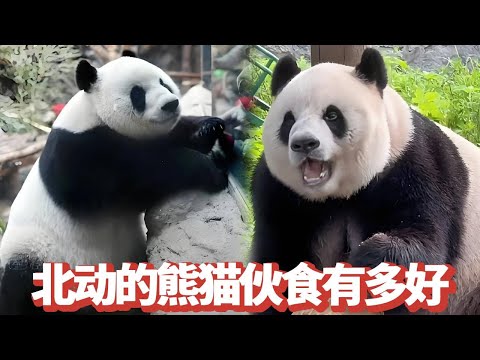 北动的大熊猫到底有多么像猪？不是胖若泰山就是一屁股坐死一条蛇#熊猫 #萌萌