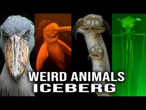 Weird Animals Iceberg