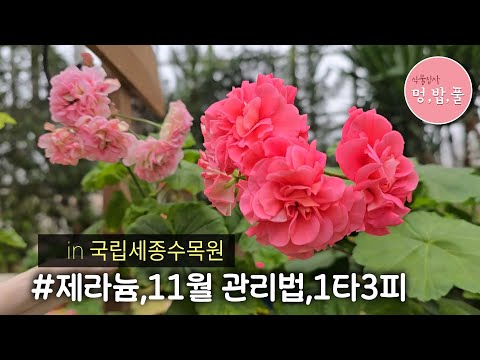 제라늄,11월 관리법 #새순뎅강삽목#국립세종수목원 전시제라늄  #멍밥풀