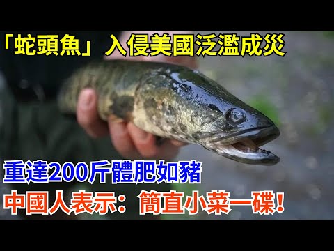 「蛇頭魚」入侵美國泛濫成災，重達200斤體肥如豬，中國人表示：簡直小菜一碟！#科普 #熱門 #中國高鐵 #國際觀點 #大國工程