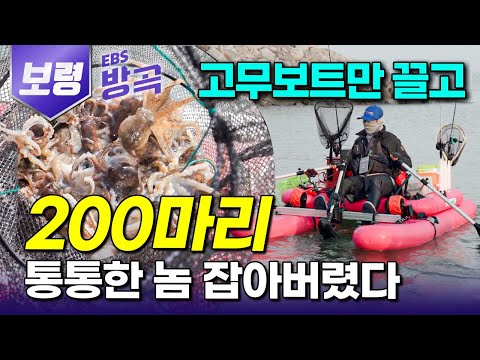 [충남 보령] "초보자도 100마리!" 금어기 딱 풀리고 변변한 장비 없이도 쉴 새 없이 올라오는 통통한 놈들과의 짜릿한 손맛 전쟁｜서해 바다 주꾸미 대첩｜#한국기행 #방방곡곡
