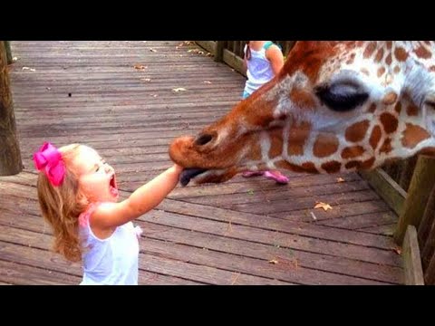 Funny Babies At The Zoo | TRY NOT TO LAUGH 2021 | LAUGH TRAPPED
