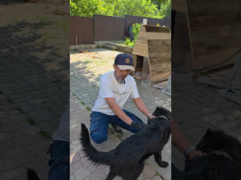 Немец 6 мес.