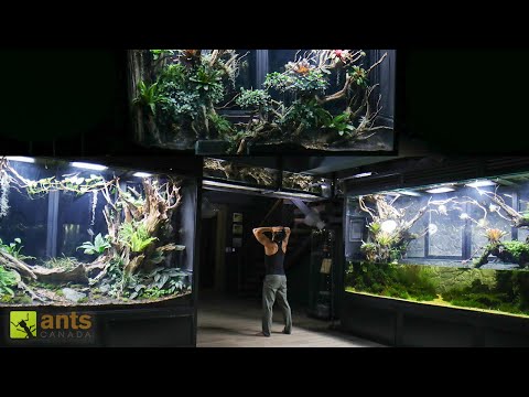 I Connected My Three Giant Vivariums Together and It Changed Everything