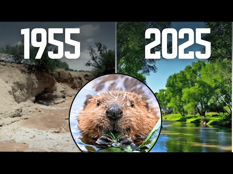 How 15 Beavers Brought a Dead River Back to Life!