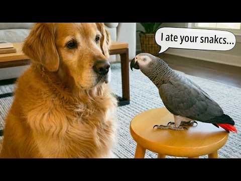 This Parrot Thinks He Owns The Dog 🐕🦜The Funniest Talking Parrot on the Internet😂