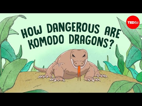 Can you survive a Komodo dragon bite? - Achmad Ariefiandy