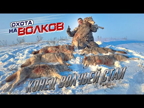 Охота на волков! конец волчьей стаи спустя 3,5 месяца