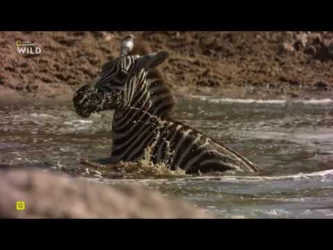 Войны крокодилов:Грумети или Мара.National Geographic Wild HD онлайн.