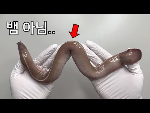 이 생명체는 엄청난 혓바닥을 가집니다..! - 꼼장어 해부