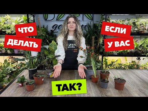 Реанимация комнатных растений » Как я спасаю цветы