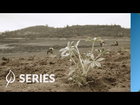 Replanting the Reservoirs, Year One | Klamath River Restoration | Restoring at Scale | SERIES