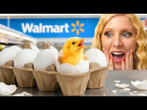 Hatching Grocery Store Eggs as Pets!