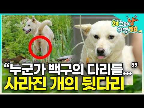 "Why is one leg missing?" The swan's condition is clearly in dire need of rescue. Why did it lose...