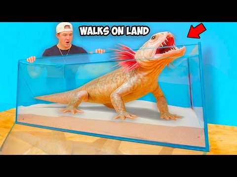 I Bought Fish That Walk On Land…