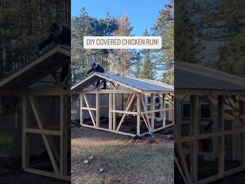 DIY Covered Chicken Run! #backyardchickens #chickencoop