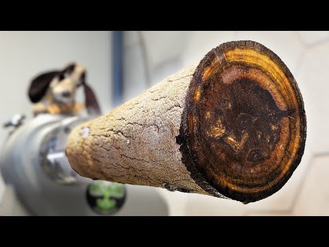 KILLER WOOD (not wood)! the final cut: The Final Turning of the Grass Tree Root