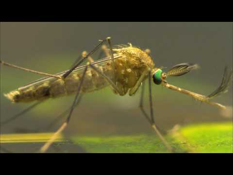 ENTRE DOS AGUAS - Documental Naturaleza HD 1080p - Grandes Documentales