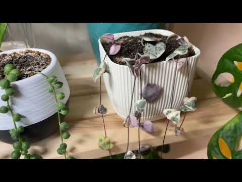 У меня всегда лето🌞 Обзор стеллажа с растениями 🌿