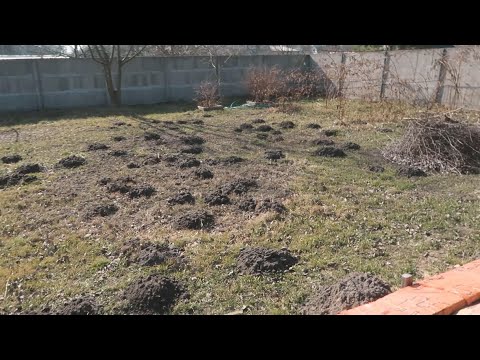 Как за 3 минуты УНИЧТОЖИТЬ всех кротов на своем участке
