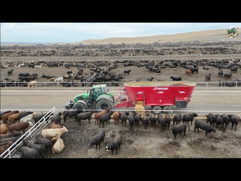 Feeding Beef Cattle & Chopping High Moisture Ear Corn near Kennewick Washington