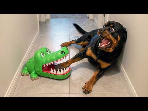 Overdramatic Animals That Will Make You Smile