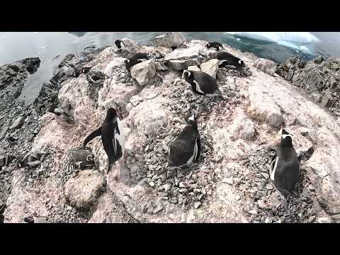 Пінгвінове Реаліті | Епізод 02.03: 🔴 Пінгвіни ховають малечу! Інстинкти виживання в Антарктиді