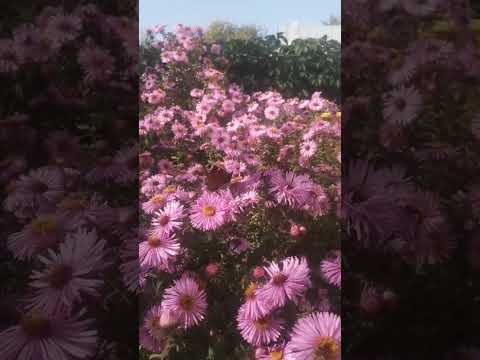 Астра Новобельгийская🌸Октябринки🌸Осенние многолетние Астры🌸The Novobelgian Aster #shorts