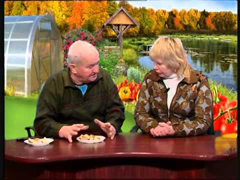 Агрошкола "Советы от Бориса Бублика. Картофель" 6 часть