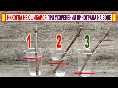 🍇 Don't even think about ROOTING GRAPE CUTTINGS IN WATER until you watch THIS video. All the secr...