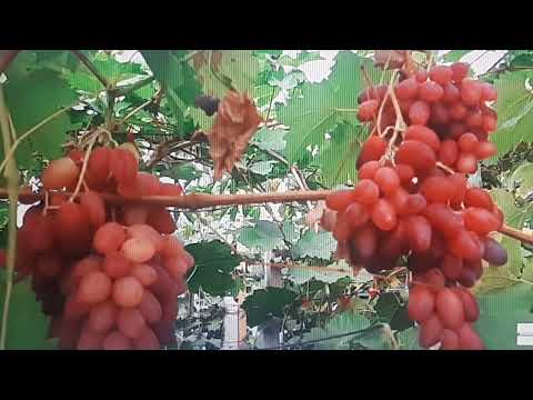 New grape varieties that disappointed and varieties that delighted last season