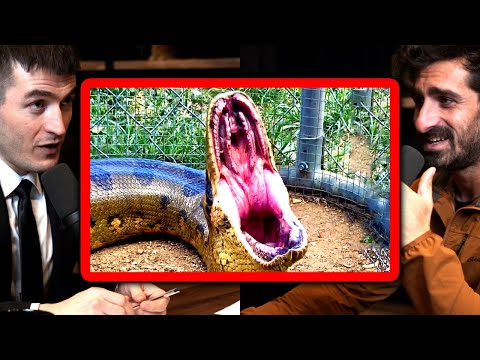 The Discovery Channel drama about Anaconda eating a man alive | Paul Rosolie and Lex Fridman