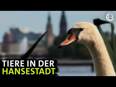 Animal Hamburg – Nature in the metropolis | Experience Earth