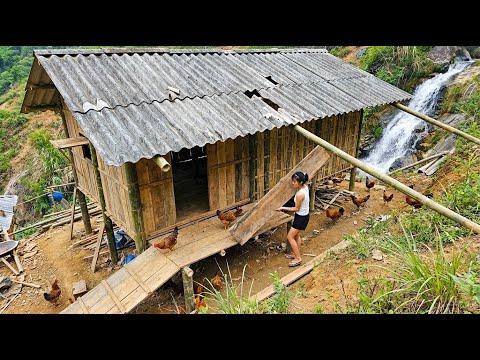 Young Girl Builds a Wooden Chicken Farm on the Mountainside for 1000 Chickens