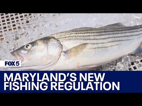 The fight over a new Maryland fishing regulation