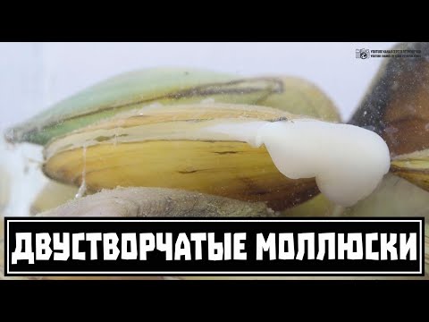 Двустворчатые моллюски в аквариуме и в природе. "Речные мидии" перловица, беззубка // Clever Cricket